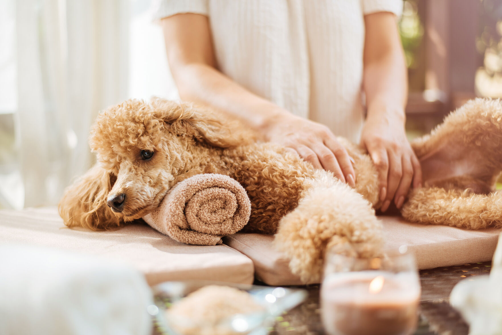 Dog at the Spa